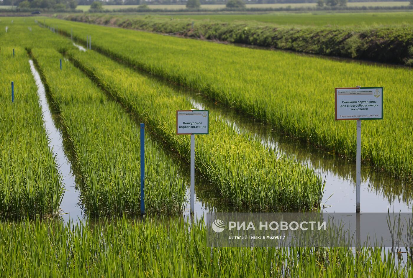 Федеральный научный центр риса в Краснодаре