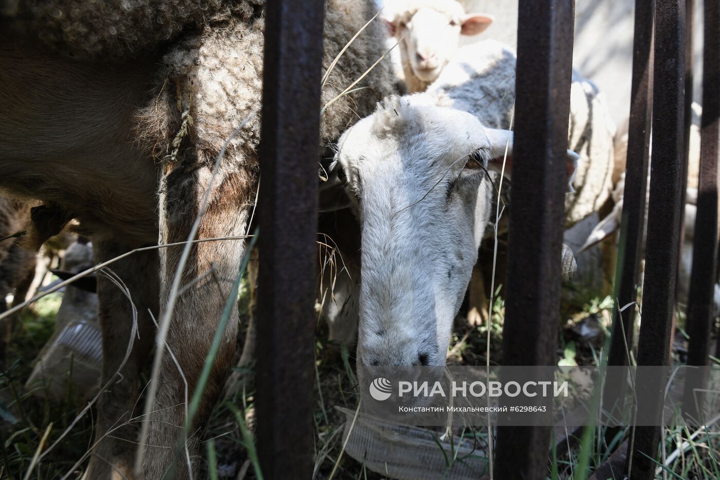 Празднование Курбан-байрама в регионах России