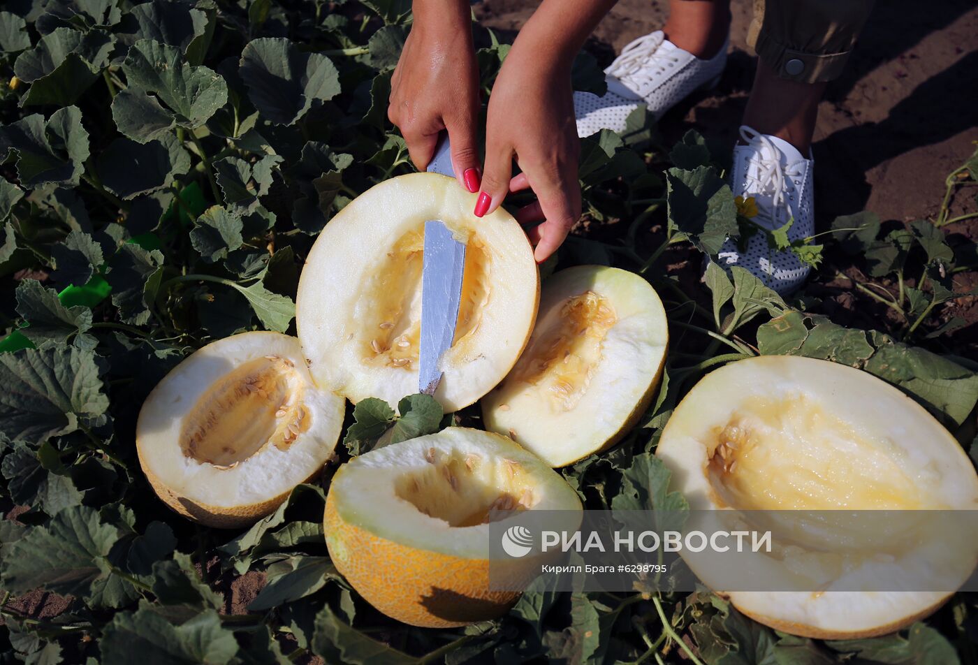 Быковская бахчевая селекционная опытная станция в Волгоградской области