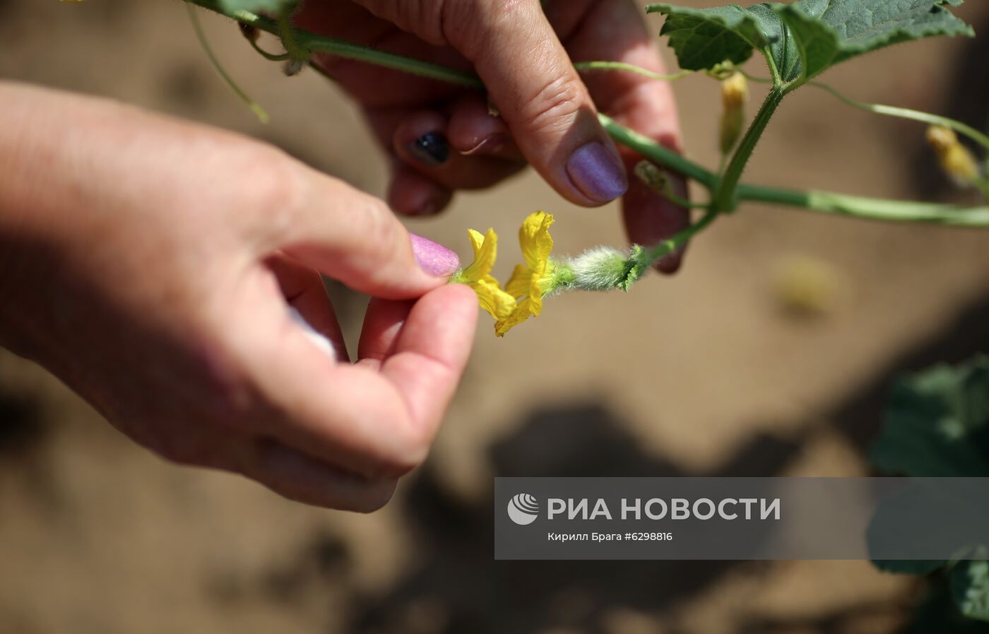 Быковская бахчевая селекционная опытная станция в Волгоградской области