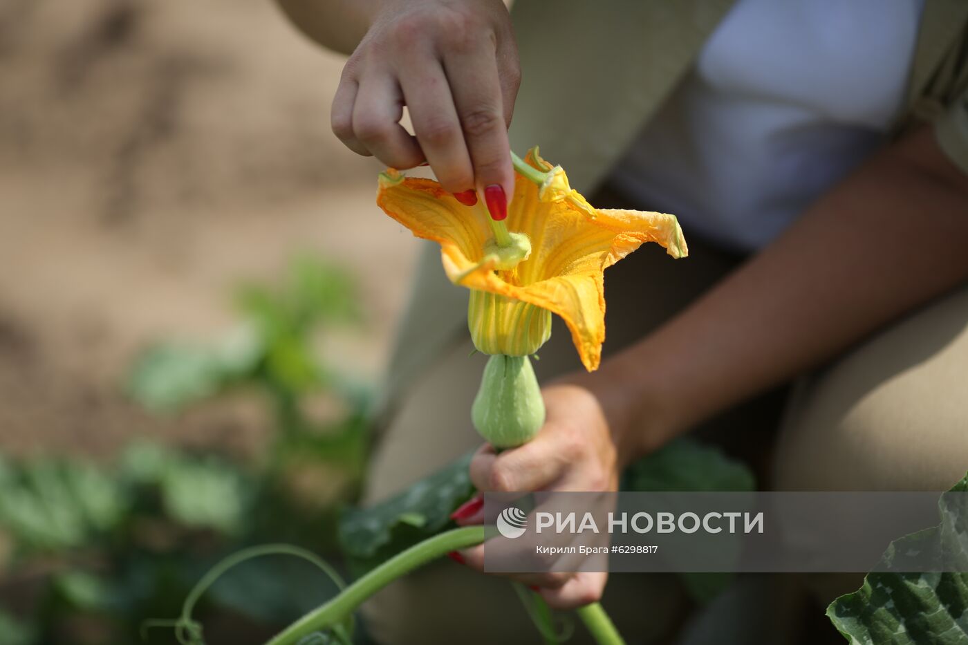 Быковская бахчевая селекционная опытная станция в Волгоградской области