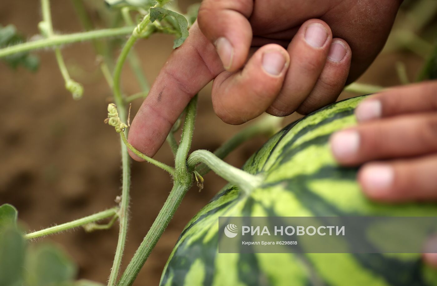 Быковская бахчевая селекционная опытная станция в Волгоградской области