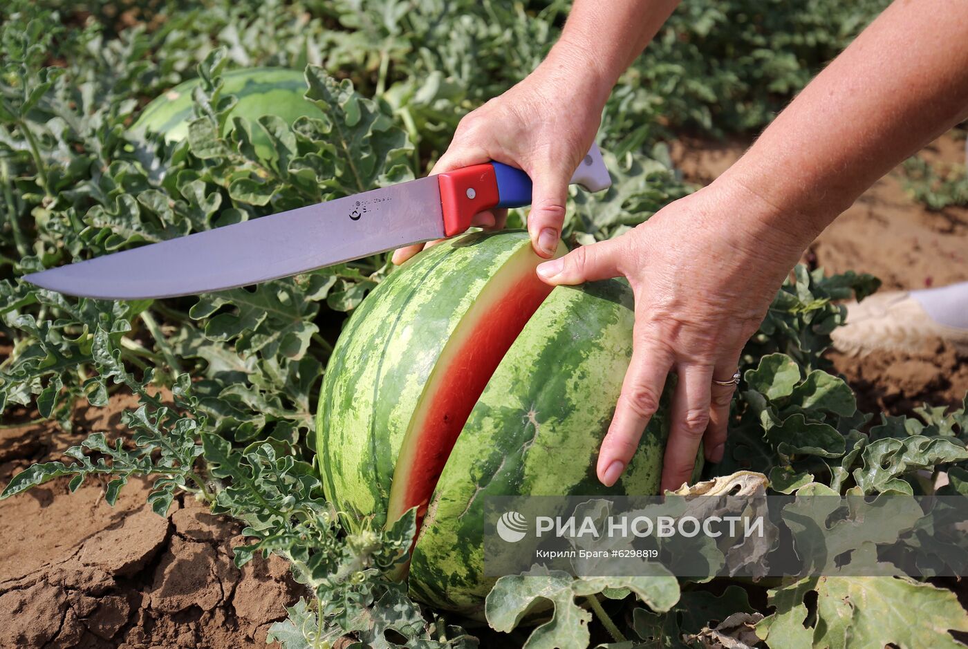 Быковская бахчевая селекционная опытная станция в Волгоградской области