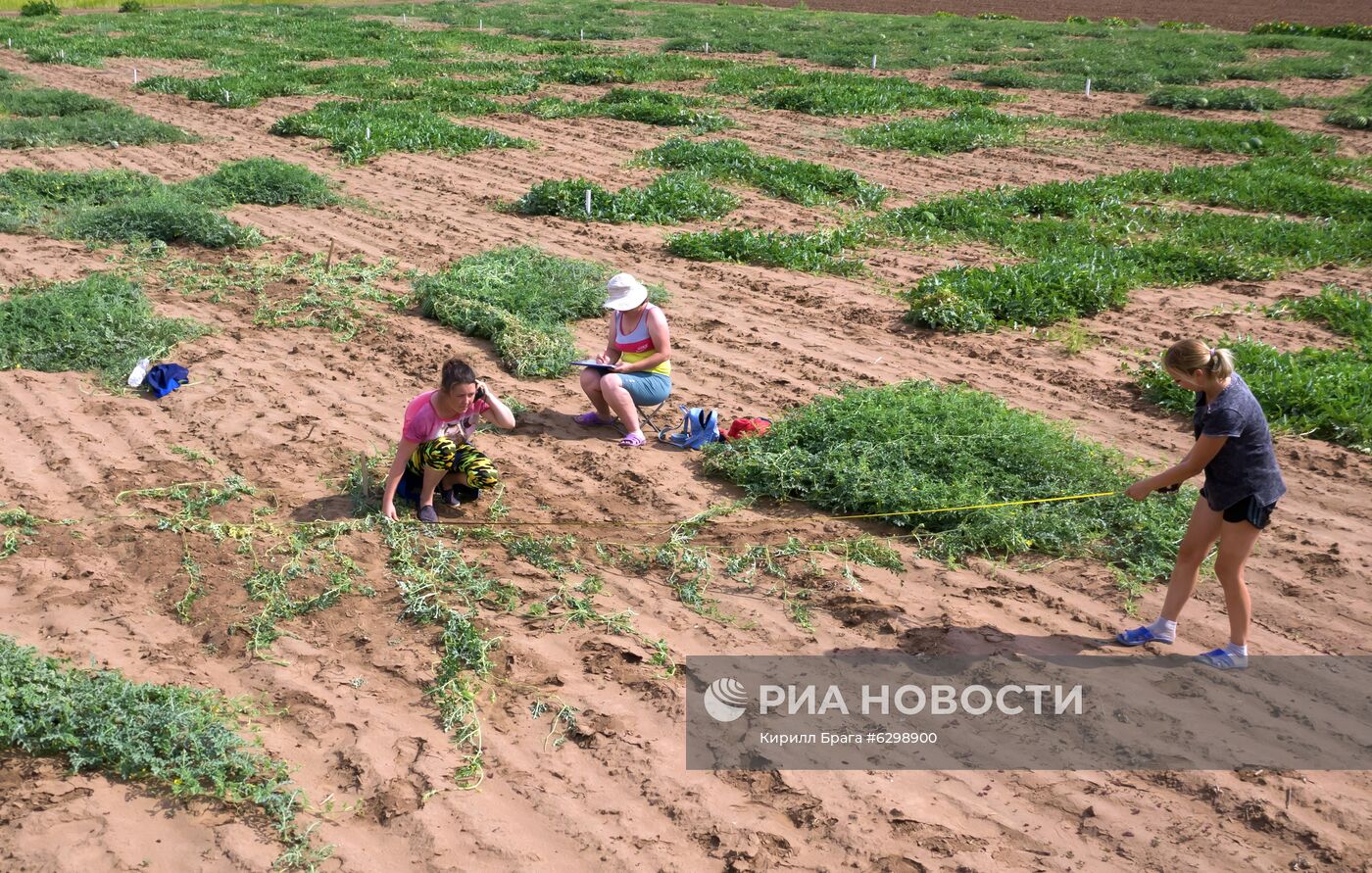 Быковская бахчевая селекционная опытная станция в Волгоградской области