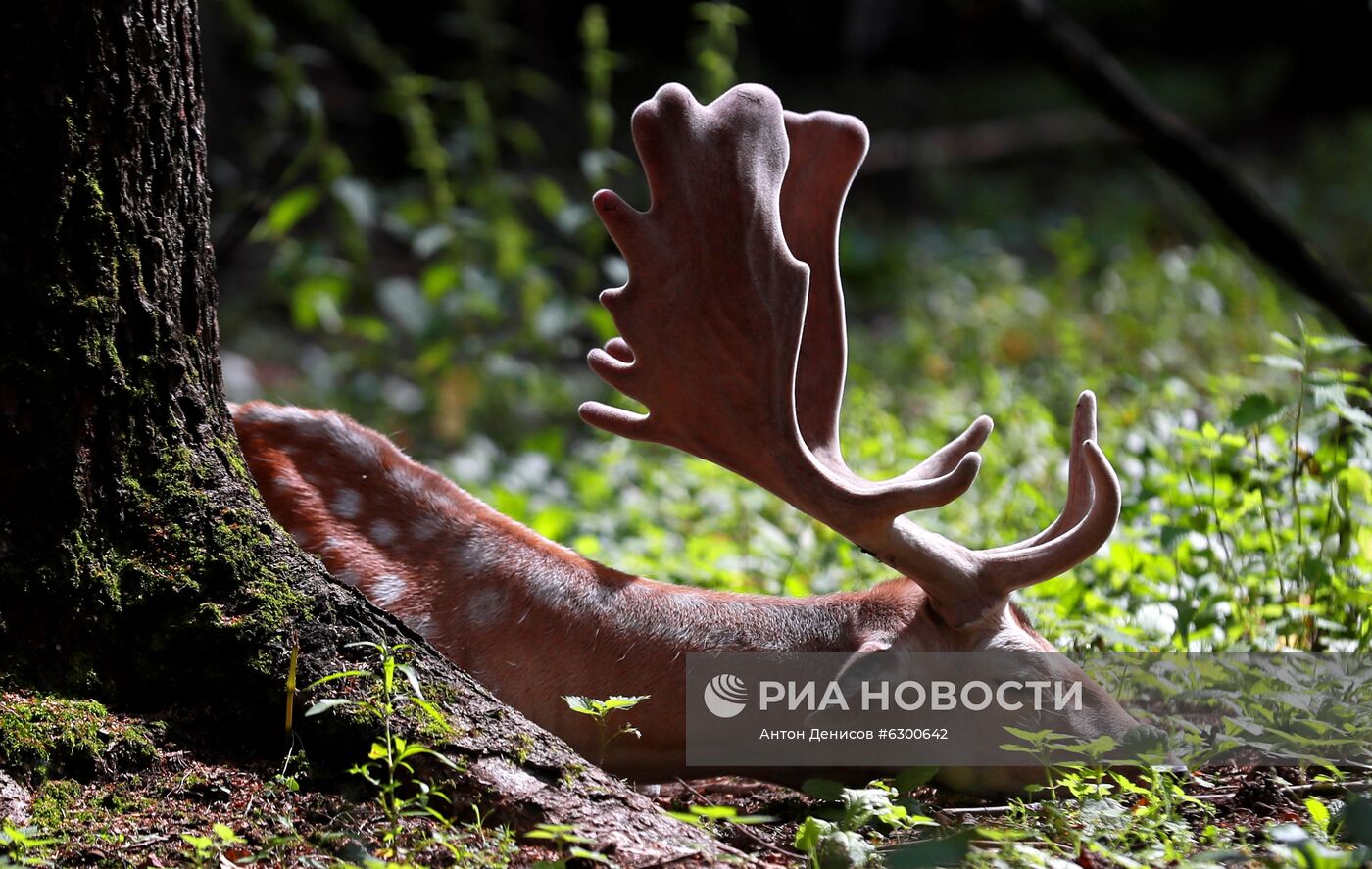 Вольерный комплекс "Дом лани"