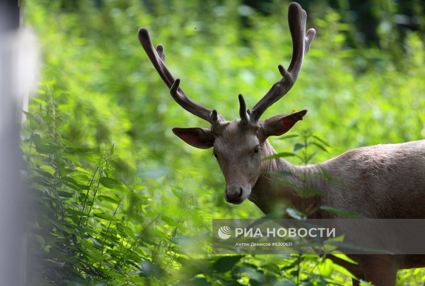 Вольерный комплекс "Дом лани"