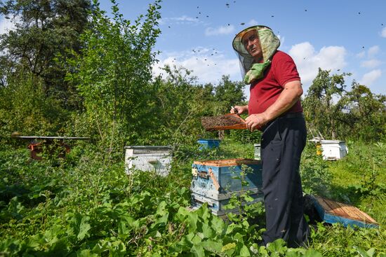 Пчелиная пасека в Азербайджане