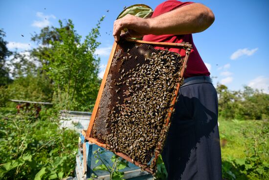 Пчелиная пасека в Азербайджане