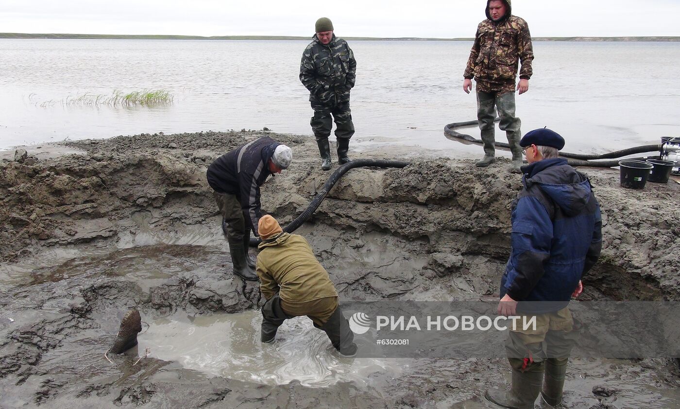 Скелет взрослого мамонта нашли на Ямале