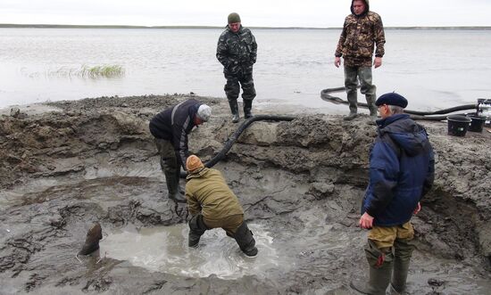 Скелет взрослого мамонта нашли на Ямале