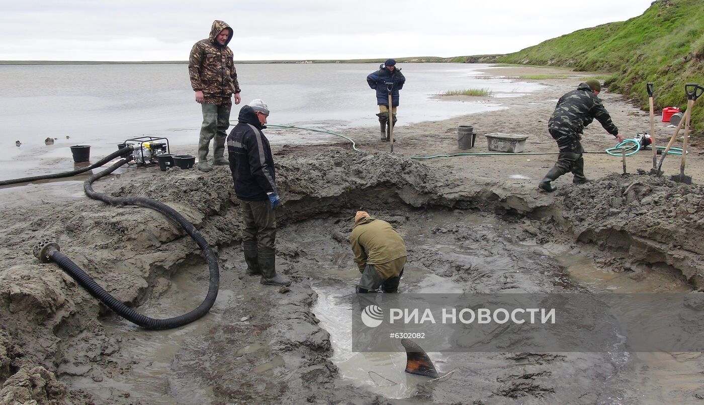 Скелет взрослого мамонта нашли на Ямале