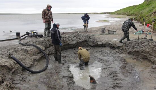 Скелет взрослого мамонта нашли на Ямале