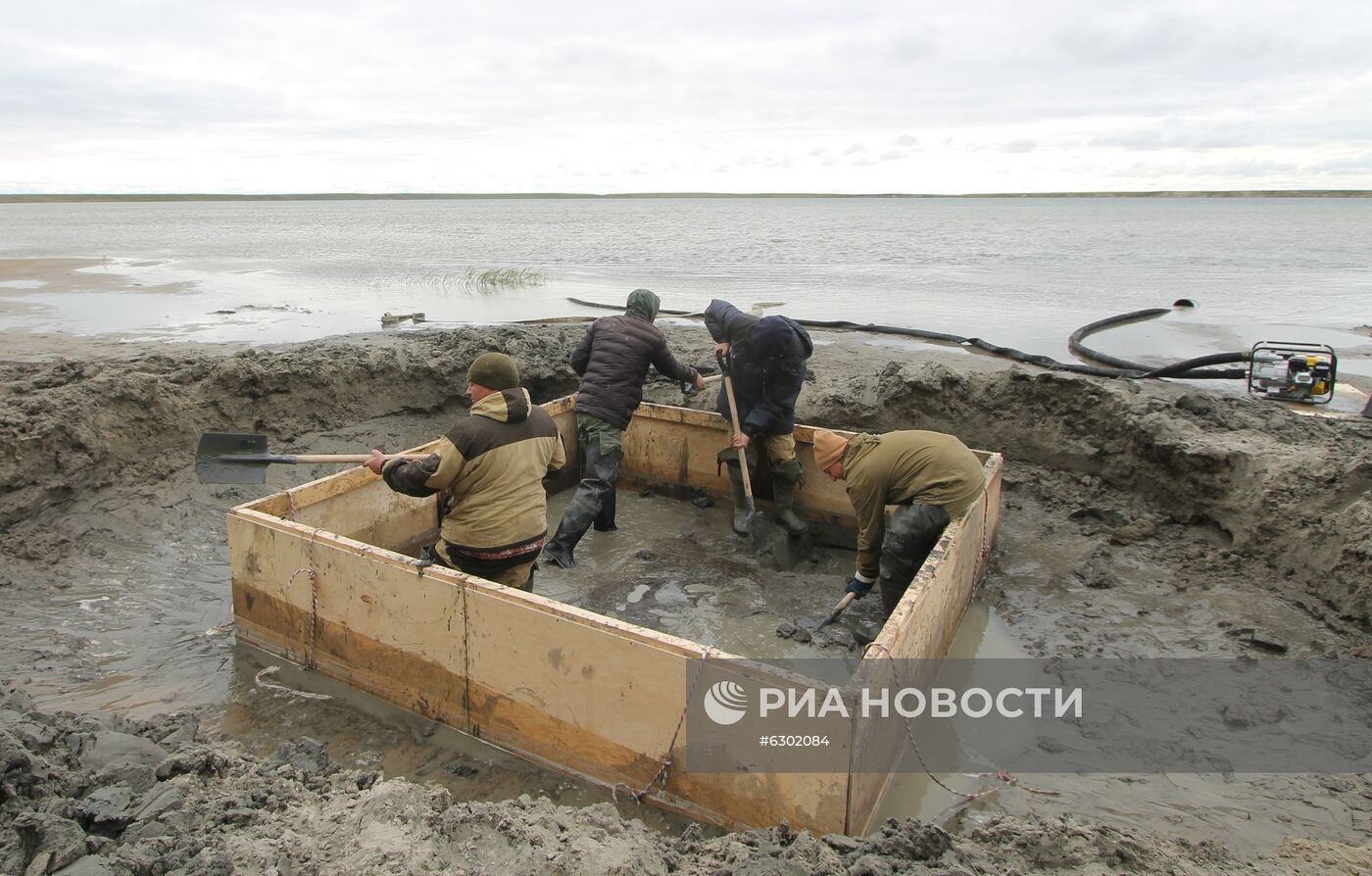 Скелет взрослого мамонта нашли на Ямале