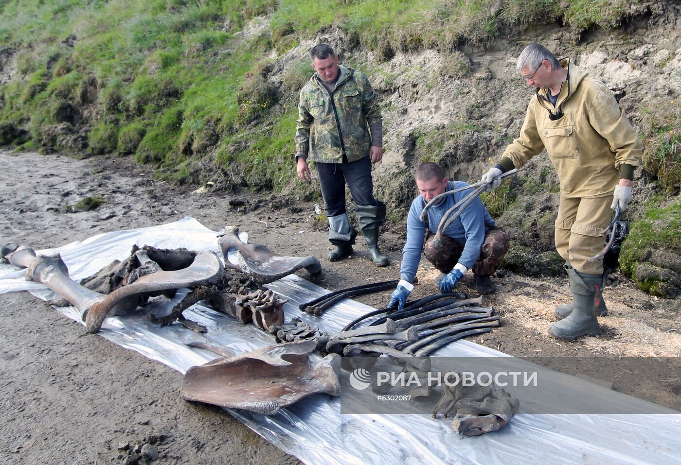 Скелет взрослого мамонта нашли на Ямале