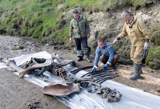 Скелет взрослого мамонта нашли на Ямале