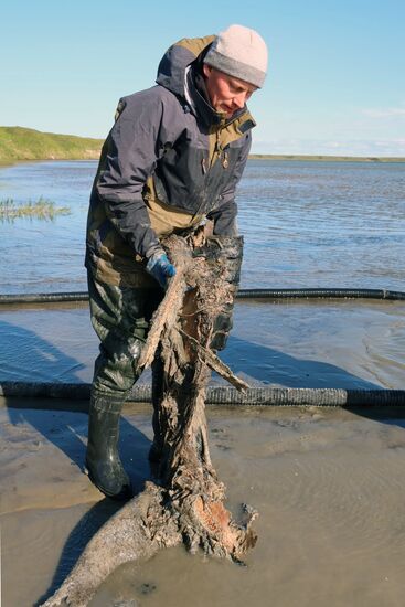 Скелет взрослого мамонта нашли на Ямале