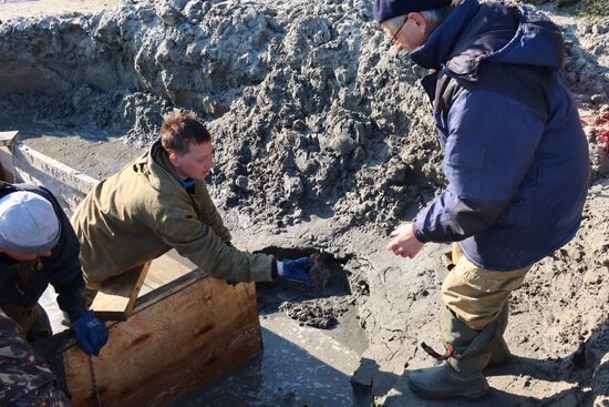 Скелет взрослого мамонта нашли на Ямале