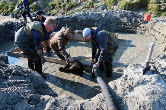 Скелет взрослого мамонта нашли на Ямале