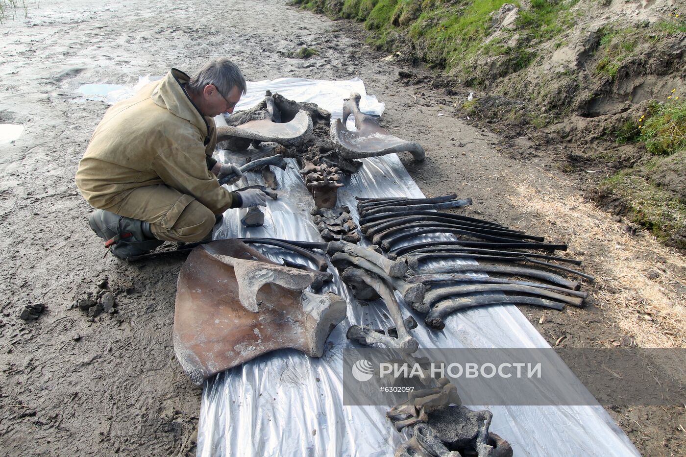 Скелет взрослого мамонта нашли на Ямале