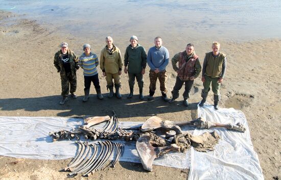 Скелет взрослого мамонта нашли на Ямале