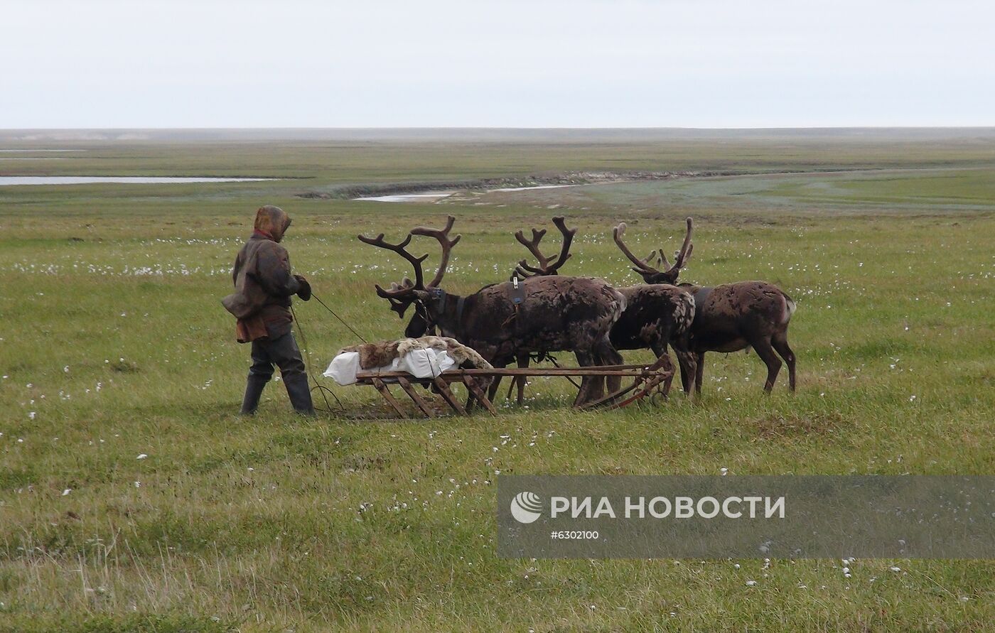 Скелет взрослого мамонта нашли на Ямале