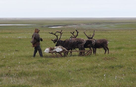 Скелет взрослого мамонта нашли на Ямале