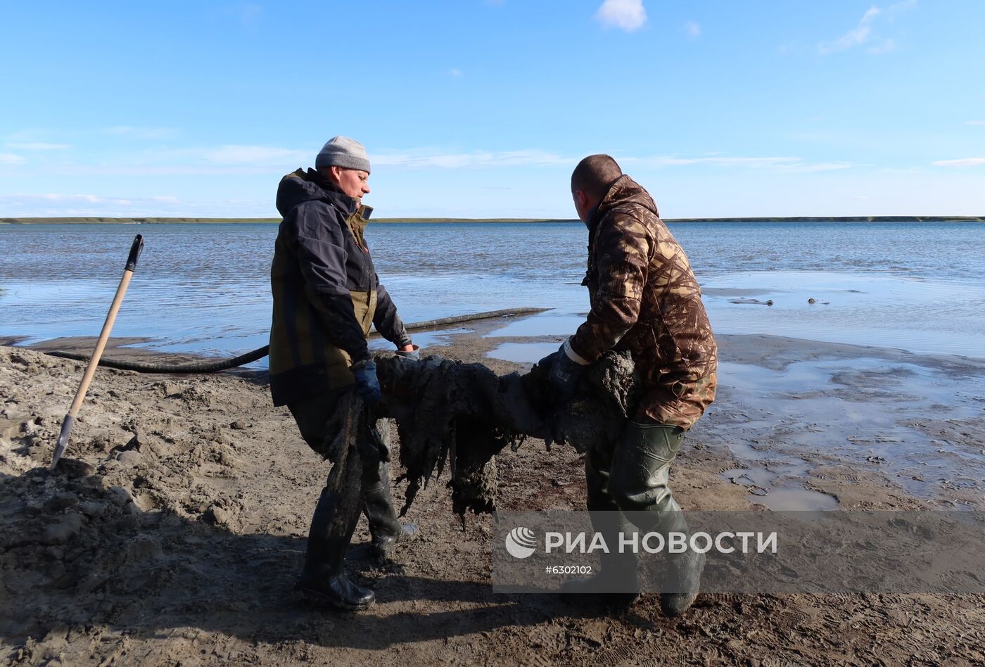 Скелет взрослого мамонта нашли на Ямале
