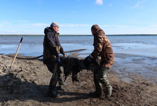 Скелет взрослого мамонта нашли на Ямале
