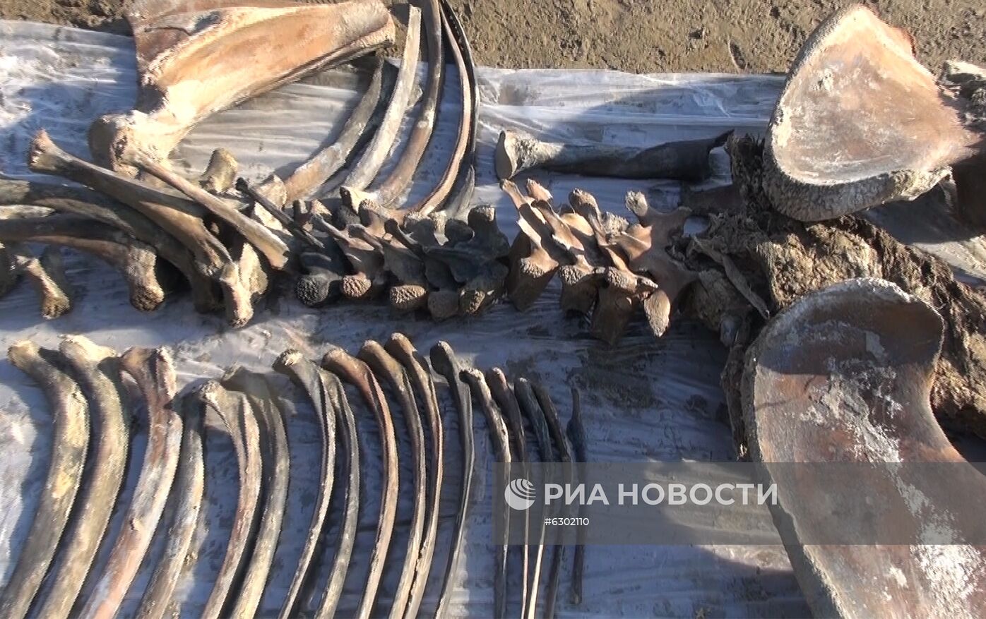 Скелет взрослого мамонта нашли на Ямале