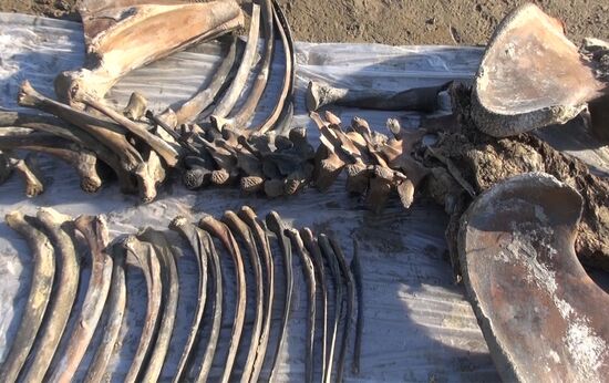 Скелет взрослого мамонта нашли на Ямале