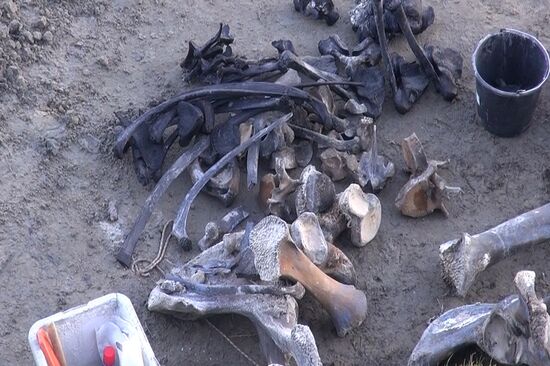 Скелет взрослого мамонта нашли на Ямале