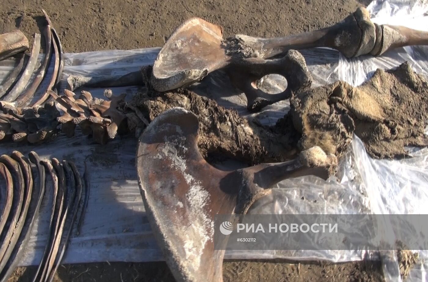 Скелет взрослого мамонта нашли на Ямале