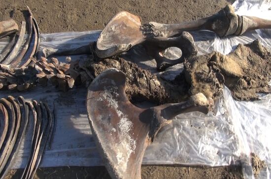 Скелет взрослого мамонта нашли на Ямале