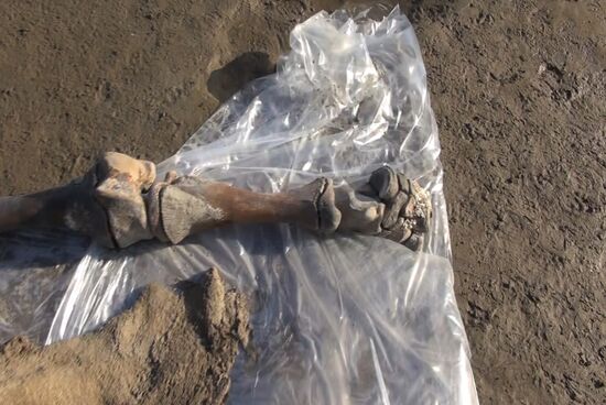 Скелет взрослого мамонта нашли на Ямале