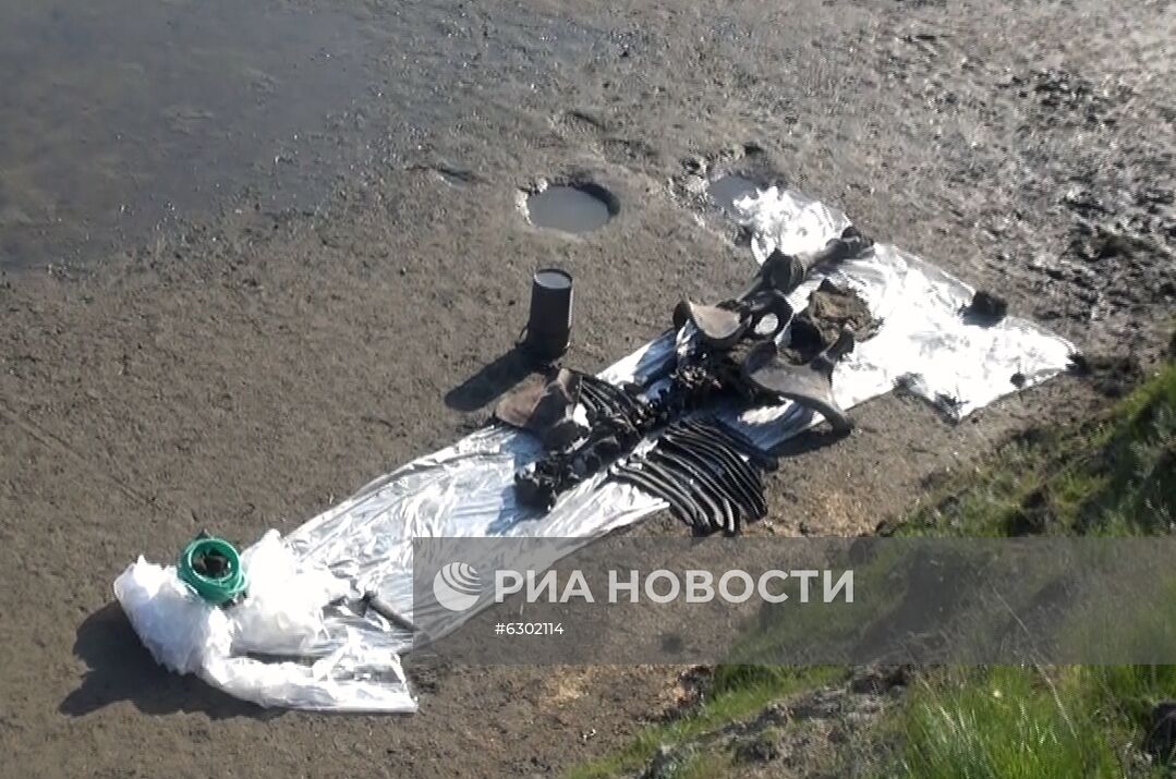 Скелет взрослого мамонта нашли на Ямале