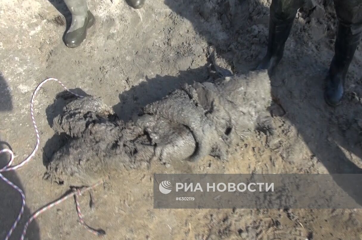 Скелет взрослого мамонта нашли на Ямале