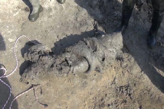 Скелет взрослого мамонта нашли на Ямале