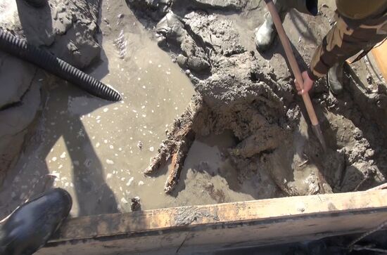 Скелет взрослого мамонта нашли на Ямале