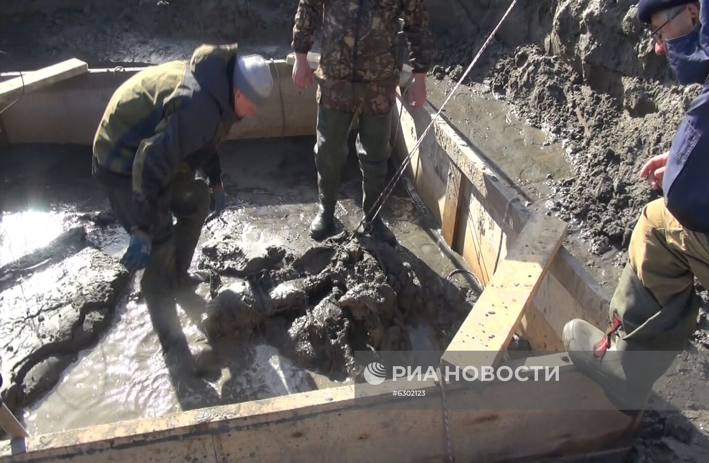 Скелет взрослого мамонта нашли на Ямале