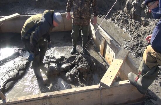 Скелет взрослого мамонта нашли на Ямале