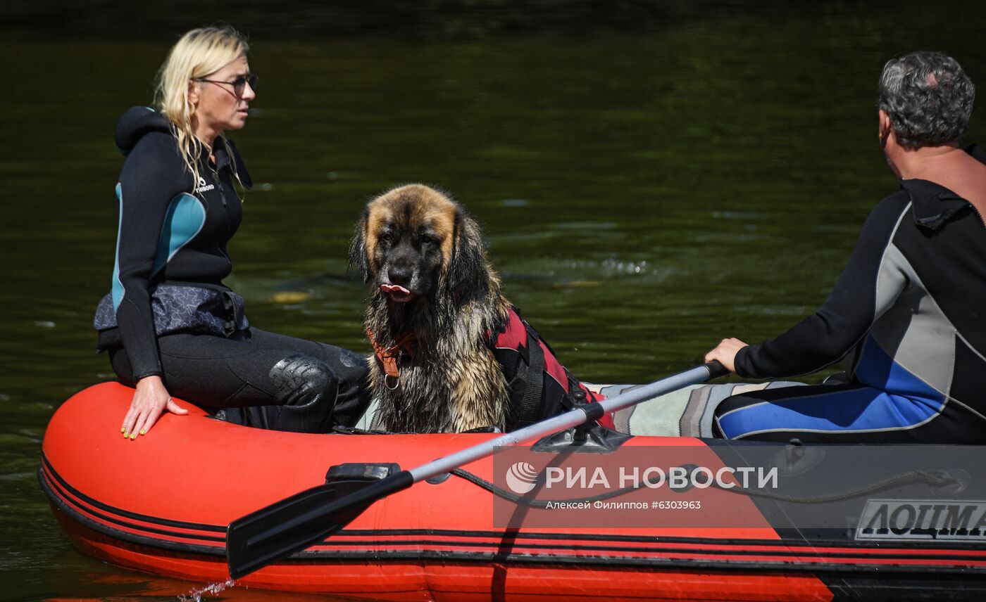 Тренировка собак-водолазов добровольного отряда "Соттер"