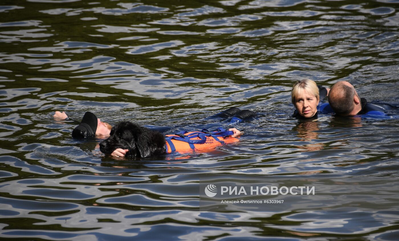 Тренировка собак-водолазов добровольного отряда "Соттер"