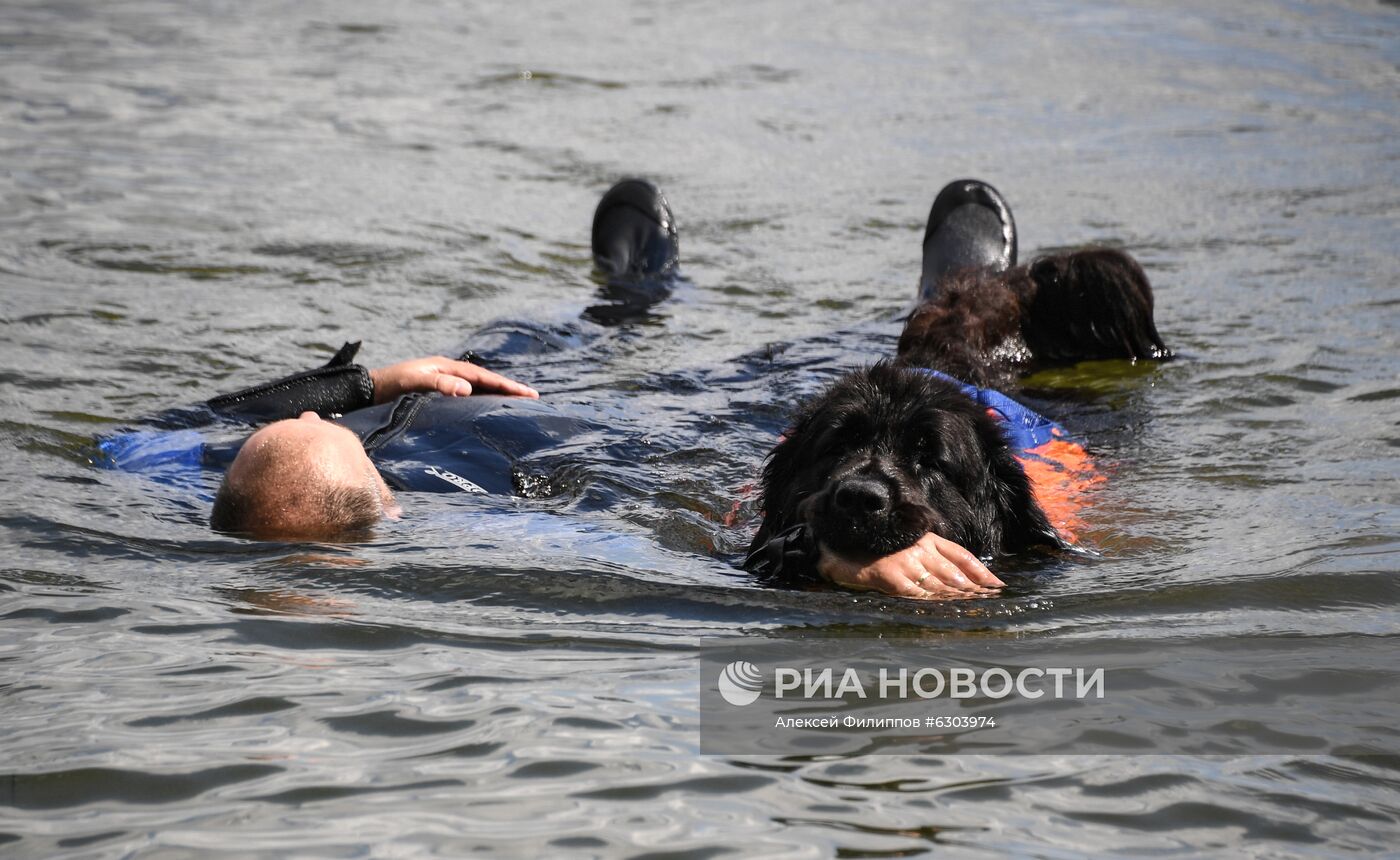 Тренировка собак-водолазов добровольного отряда "Соттер"