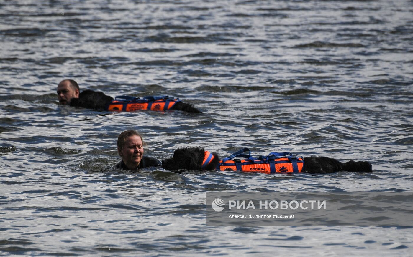 Тренировка собак-водолазов добровольного отряда "Соттер"