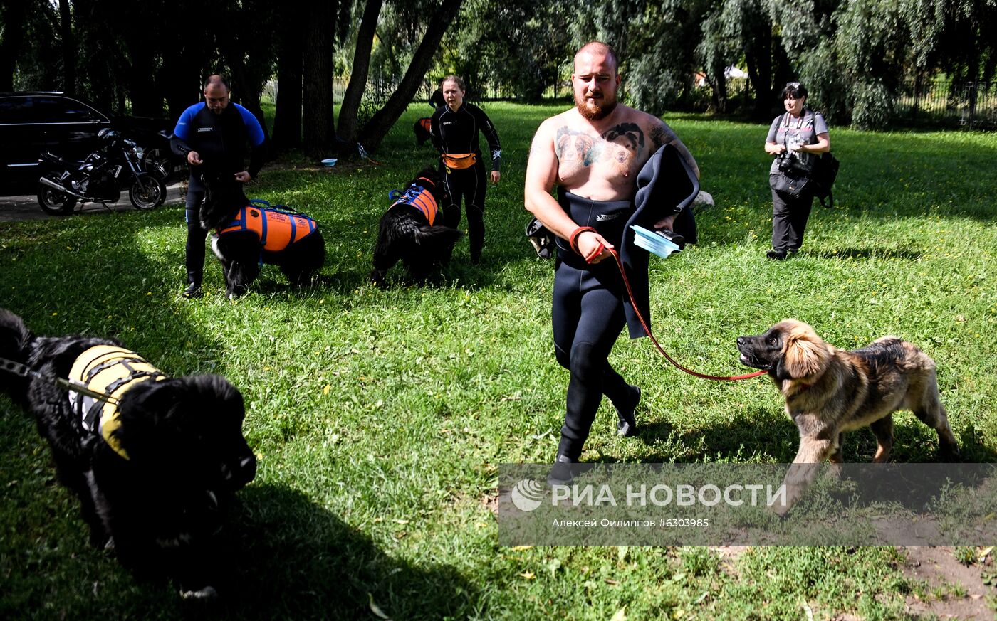 Тренировка собак-водолазов добровольного отряда "Соттер"