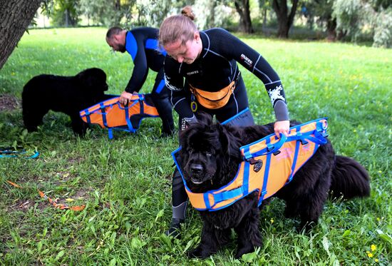 Тренировка собак-водолазов добровольного отряда "Соттер"