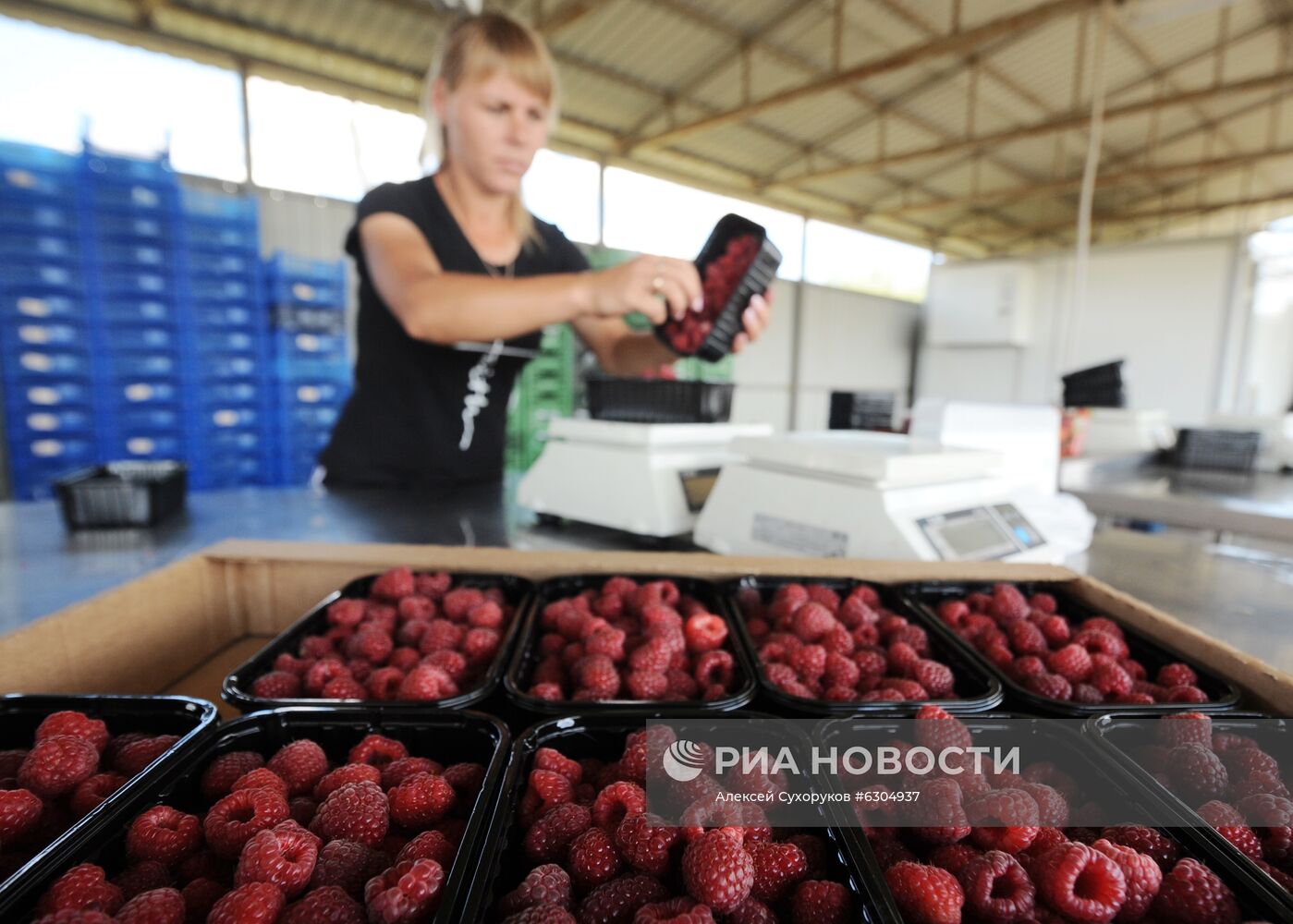 Предприятие "Тамбовские сады" 