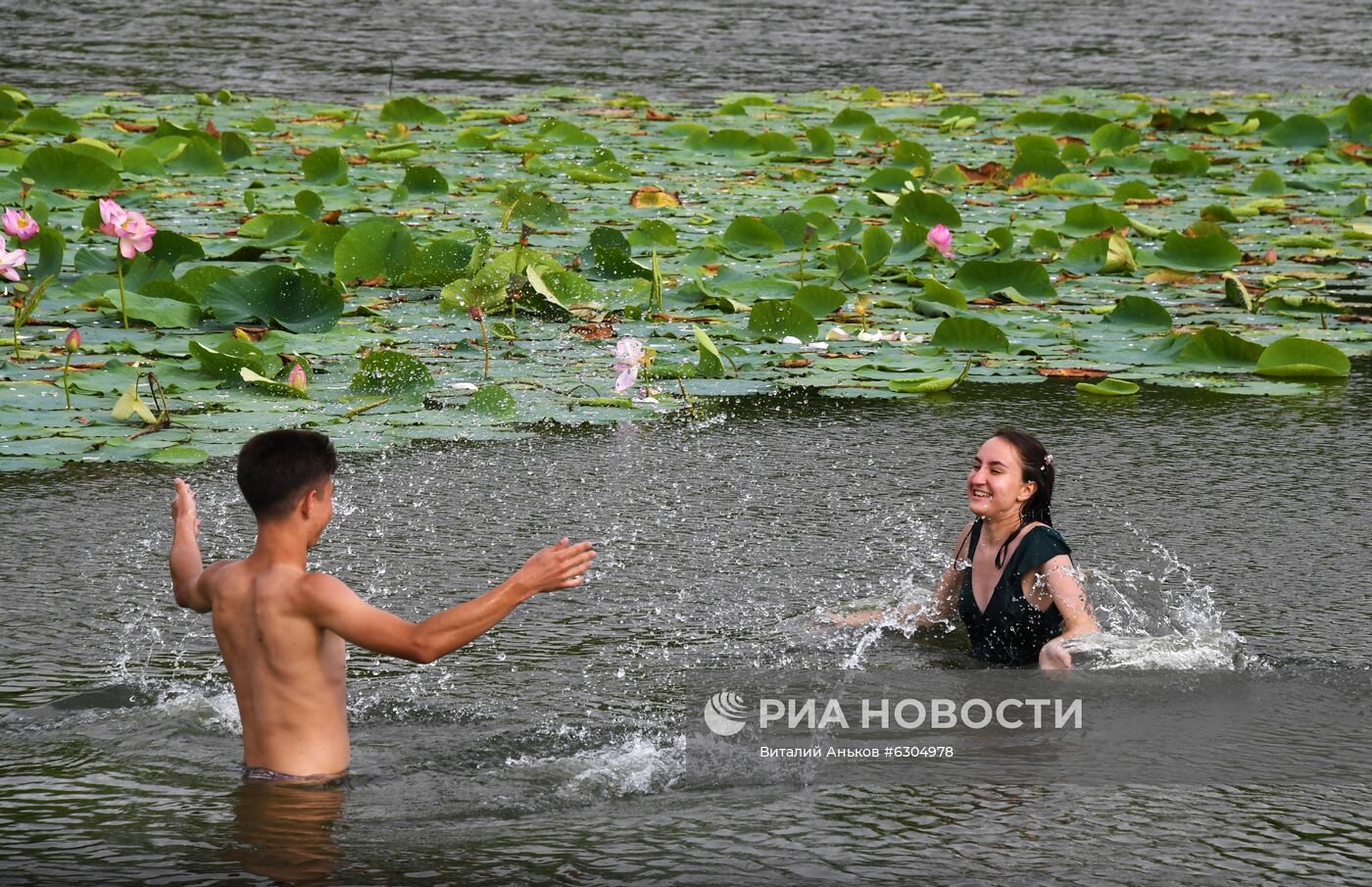 Цветение лотосов в Приморье