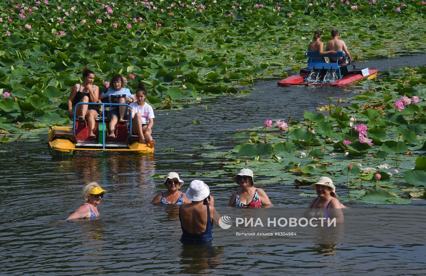 Цветение лотосов в Приморье