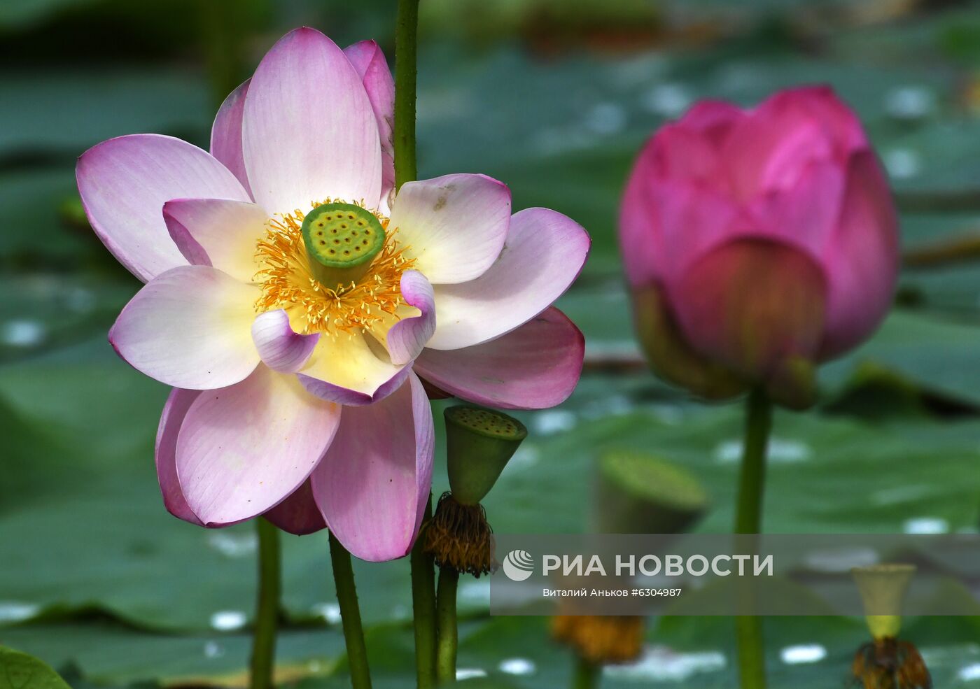 Цветение лотосов в Приморье